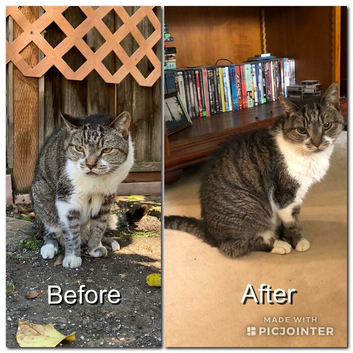 From A Skinny Outside Stray To An Indoor Couch Hog, This 10 Year Old Cat Was Found By Us And Adopted By My Parents Who Are Giving Her A Well Deserved Retirement
