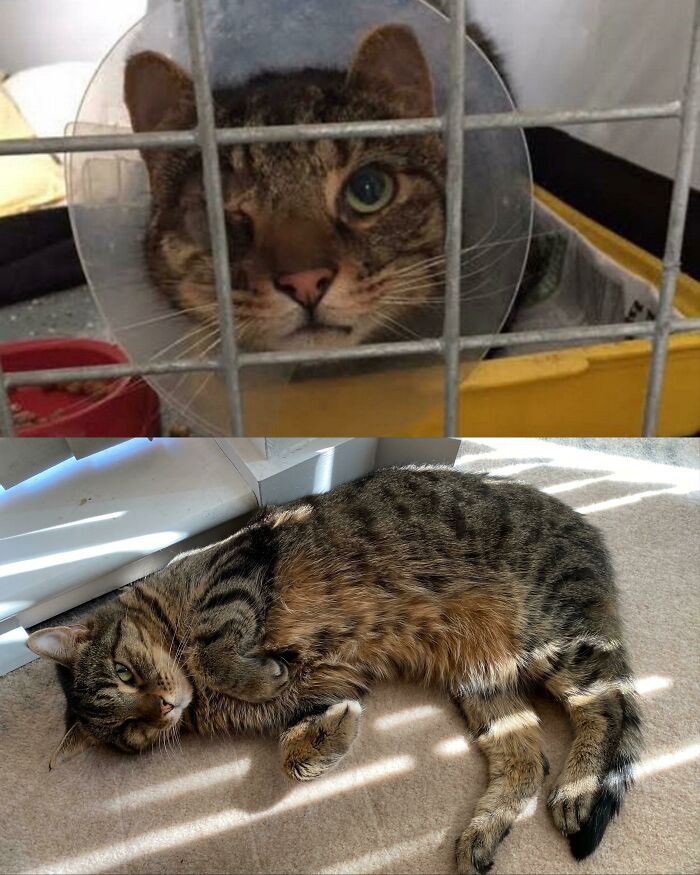 Today Is Db's 5 Year Adoptiversary. He's Gone From A Terrified Loner, Who'd Been In A Shelter For Six Months, To A Loud, Affectionate And Still Playful Old Pirate