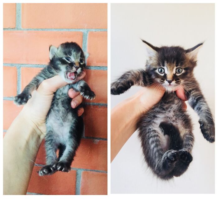 Before And After 30 Days. I Took A New Born Kitten At Home And Saved Her From Euthanasia
