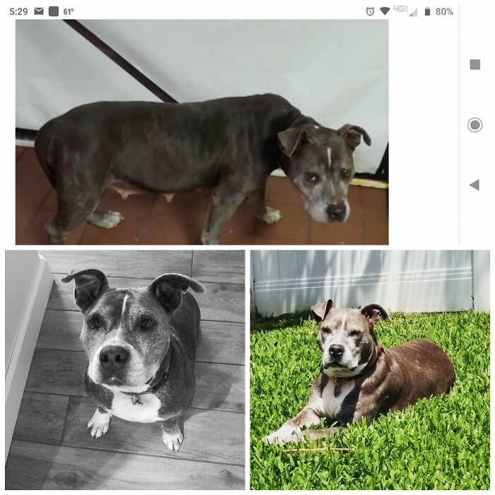 After Losing Our 12 Year Old Pit, I Happened Across This Girl's Picture On The Local Humane Society Website. No History. Picked Up As. 9.5 Year Old Stray. She Is So So Loved By Her 4 New Human Family Members. I Think It Shows!