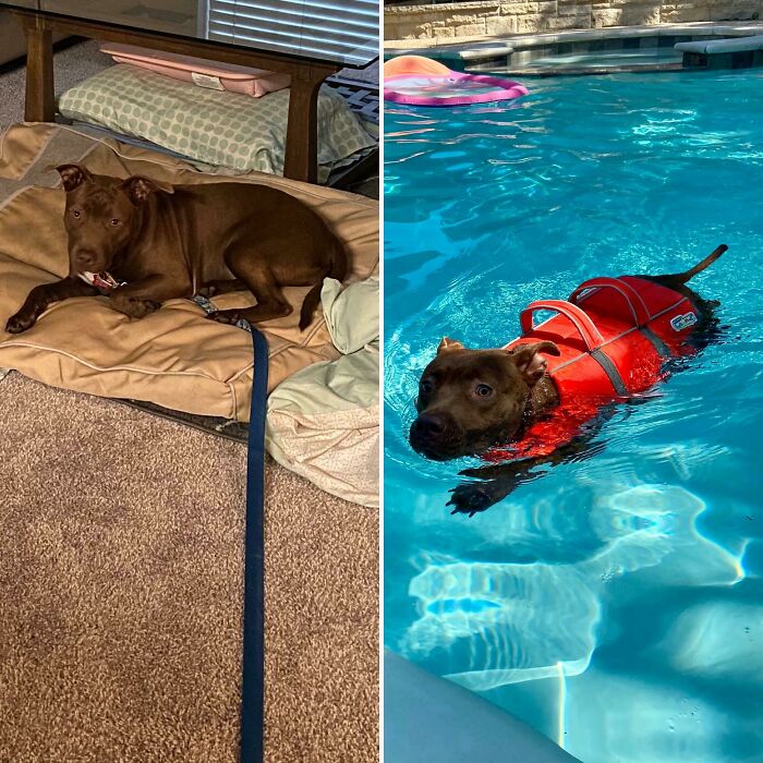 The Shelter Sends Us The Dogs Nobody Else Can Handle To Foster. We Took In Our Foster Tulip A Month Ago, Who Was Code Red For Being Terrified Of People And Biting. She Was Also Terrified Of The Leash, So It Had To Stay On. We Officially Adopted Her On Tuesday And Celebrated By Learning How To Swim!