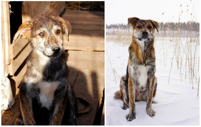 One Man’s Trash Is Another Girl’s Treasure. Aslan Was Found In A Trash Can In Romania 5 Years Ago, And Is Now Living His Best Snowy Life In Finland