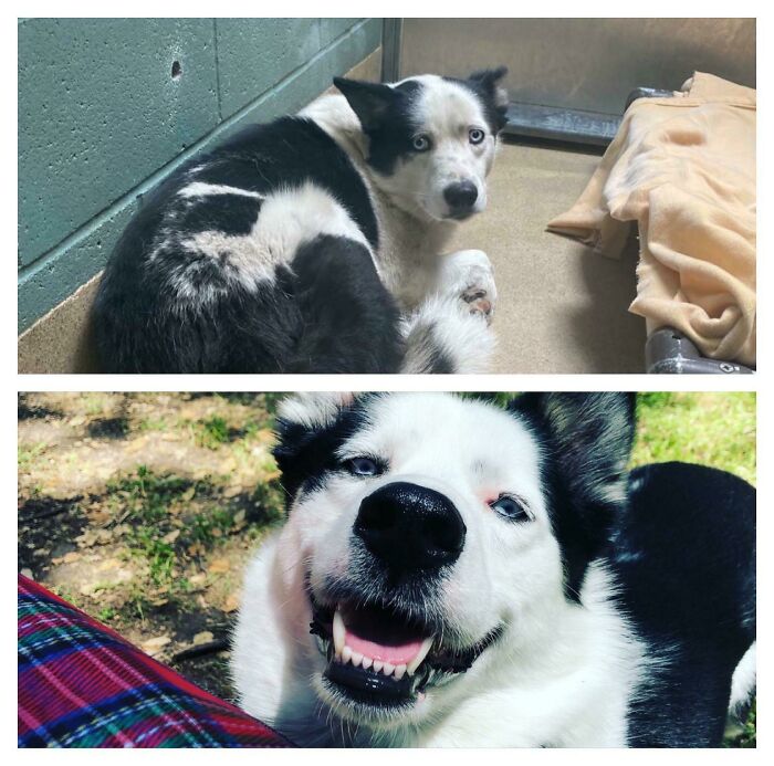 Top: ‘Lobito’ At The Animal Shelter In Feb. Bottom: ‘Cooper’ On A Hike Today With Me And Da’ Wife