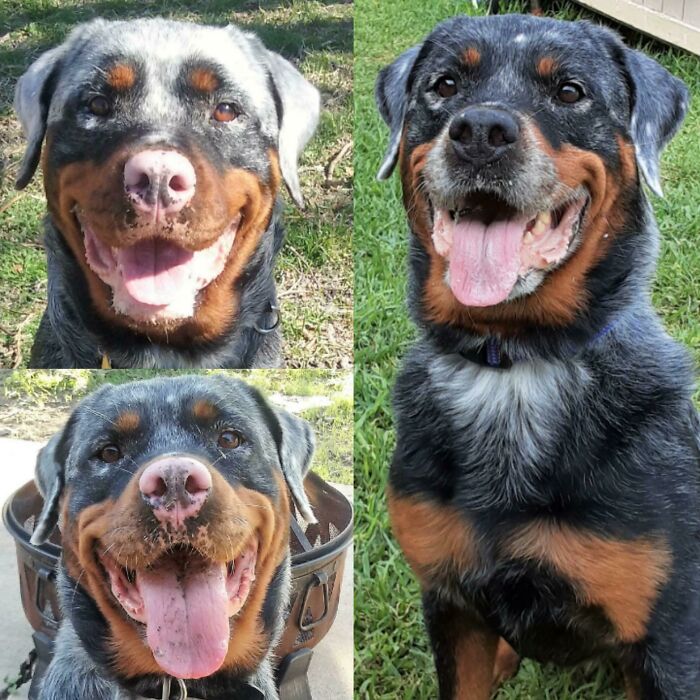 The Return Of Pigmentation In My Rottweiler's Skin And Fur Over The Past Three Years. She Has Vitiligo