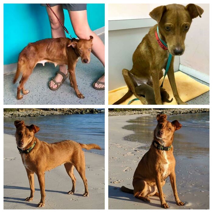 Her 2 Puppies Were Adopted And She Gained 15 Much Needed Lbs. My Foster Fail Is Now A Healthy Happy Island Dog