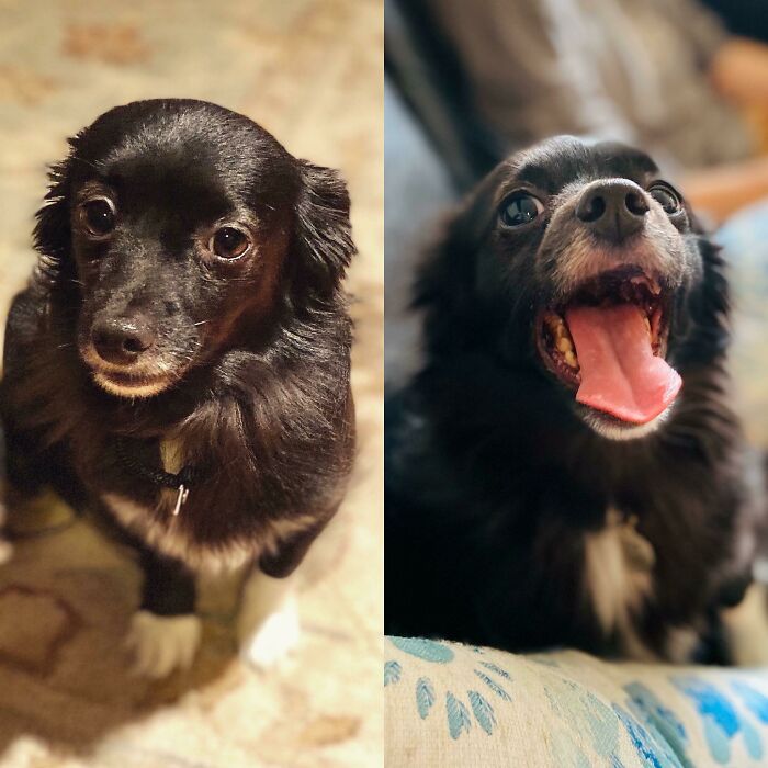 My Baby After 1 Week And Then Yesterday. He’s Gone From So Afraid And Neglected To The Happiest Dog I’ve Ever Met