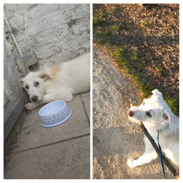 Exactly 1 Year Ago We Adopted Suki. She Was Extremely Anxious And Would Not Eat Or Drink When She Thought We Were Watching Her. Today She Is A Happy, Playful Dog Who Loves Going On Walks