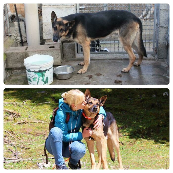 My Sisters Old Soul Of A Dog In The Shelter In Italy (He Was 10y At That Time) And 1 Year Later - Happy As Can Be