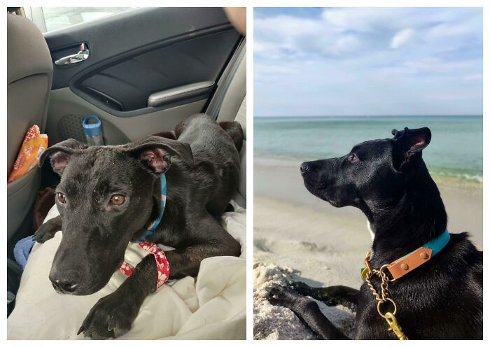 Day One Leaving The Shelter vs. Two Months Later On A Beach Trip