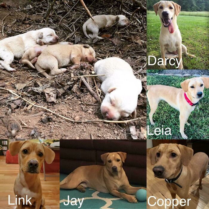 A Little Over A Year Ago, I Found The First Of Three Litters Born To A Feral Pack Of Dogs I Was Trying To Rescue. I Caught One Of The Moms And Brought Them All Home, Raised Them, And Adopted Out All But Darcy. Here They Are A Year Later