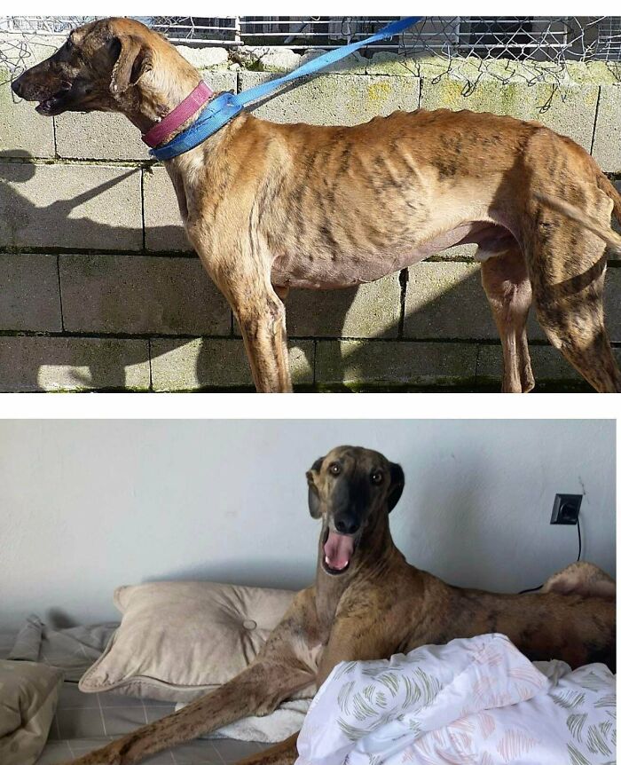 Turok The Galgo Before The Adoption In June And 3 Months Later Longboi Has His Own Bed