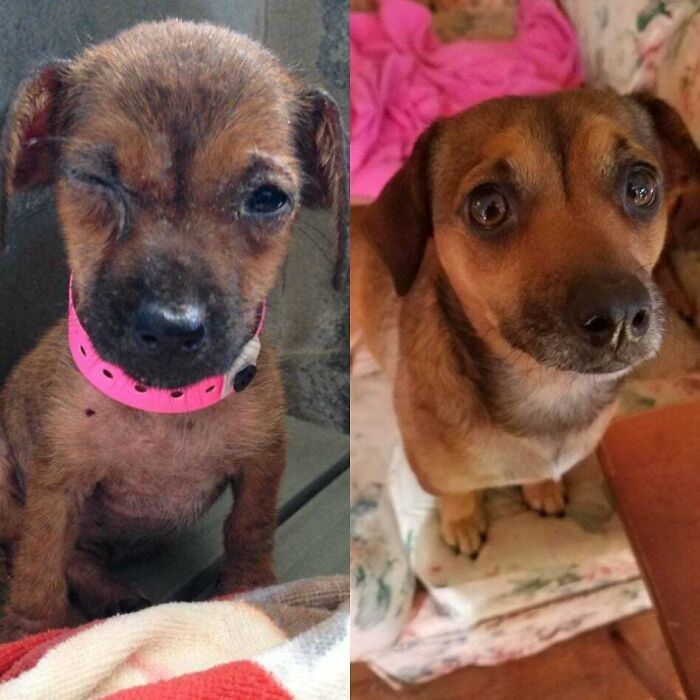Little Leela's Before N After Adoption Glow Up Foster Fail
