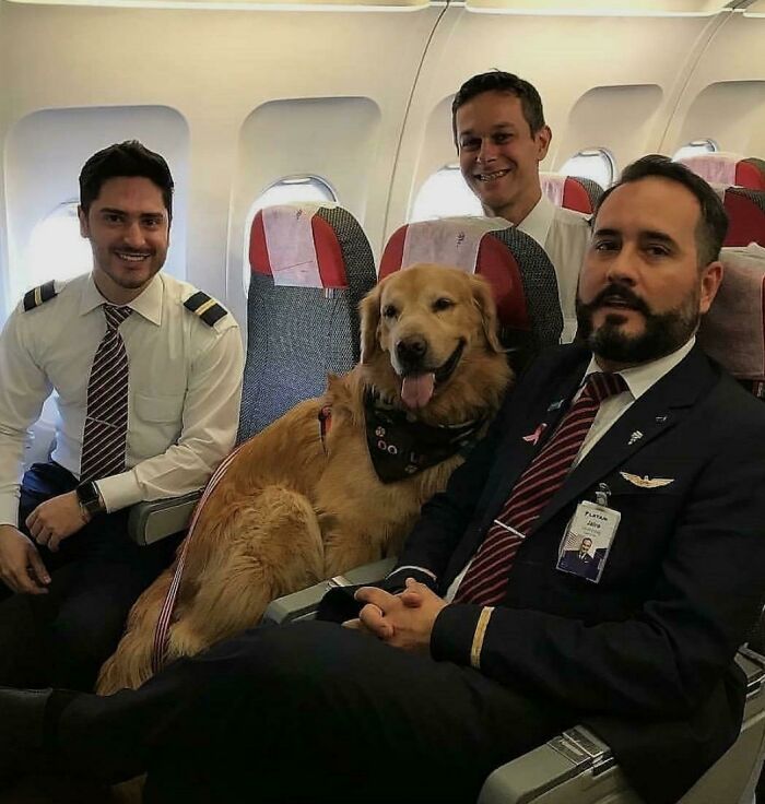 This Guide Dog Was On The Plane With His Owner And Was Allowed To Meet The Captain Before Take Off