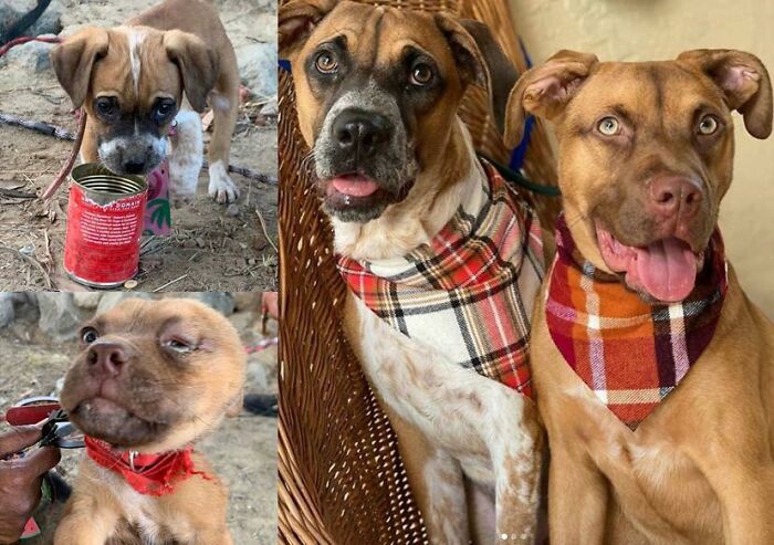 Meet Penny And Romeo, Two Street Dogs Living Off Of Canned Food And One Dealing With A Huge Abscess Due To Neglect And Abuse--But Just 5 Months Of Tlc Later They Are The Happiest Lovingest Dogs In The World