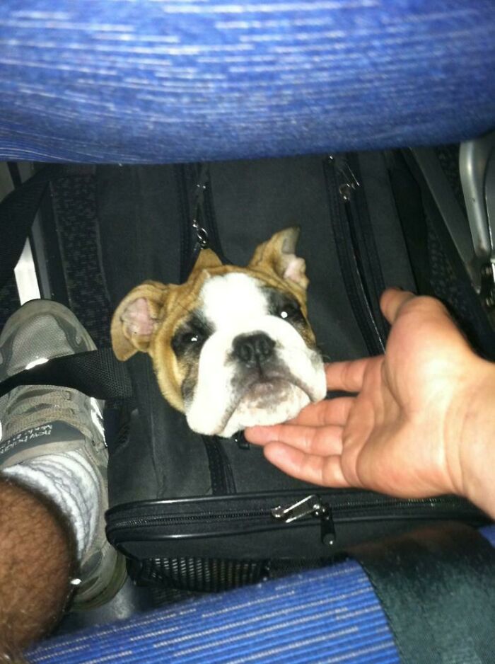 Poking Her Head Out On The Plane