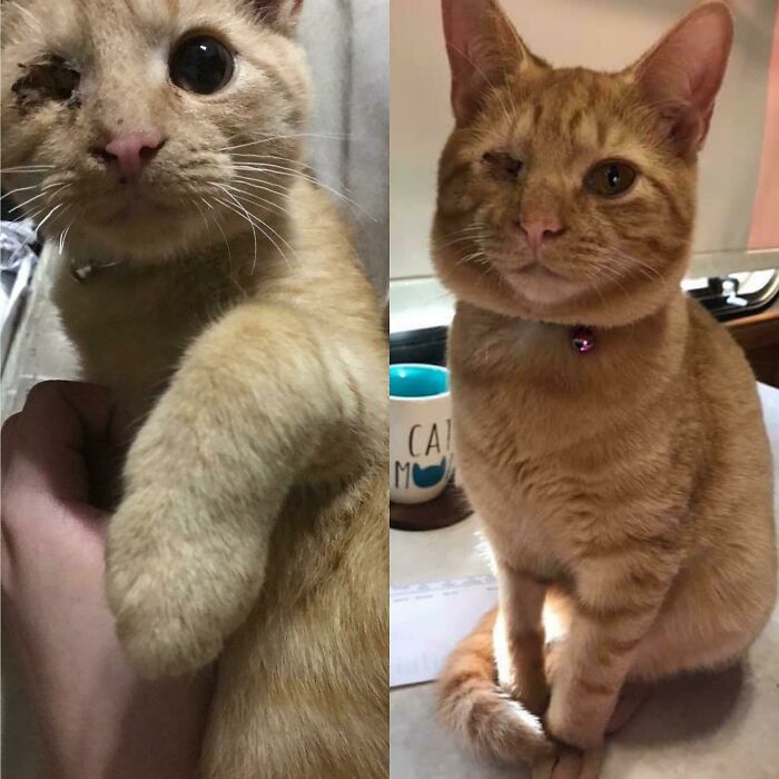 We Found Buccaneer On Craigslist, He’s Missing An Eye Due To A Rooster Pecking It Out, And His Whiskers Had Been Cut. Picture On Left From November 2019 And Picture On The Right Is From January 2020