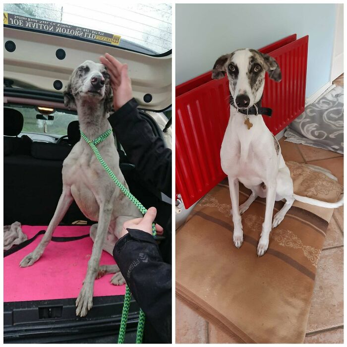Left: Otis First Arriving At The Shelter. Right: Otis Adopted, Clean And Being A Good Boi At Home