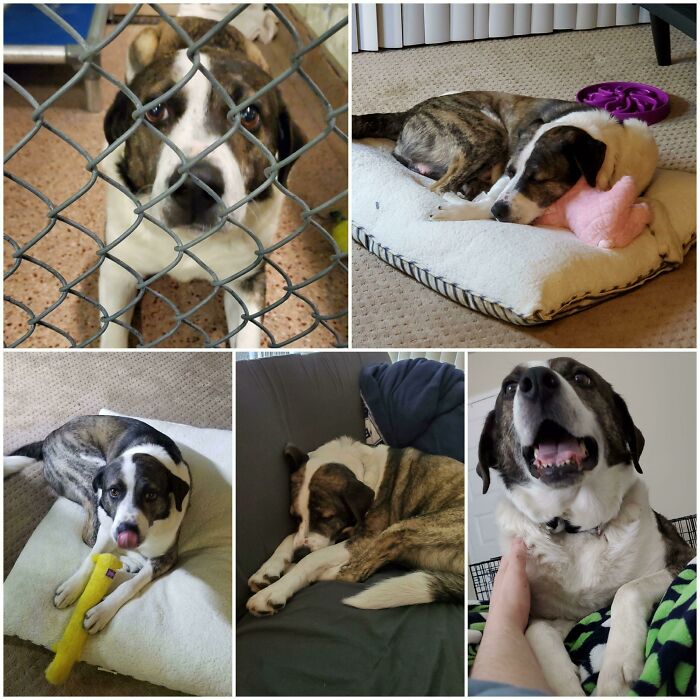 Top Left Is In The Shelter, The Rest Are In His New Forever Home. He's Still Technically A Foster Until He Is Done With His Heartworm Treatment, But After That He Is Ours For Good!
