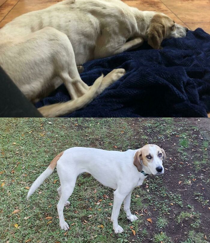 She Was A 2 Yo Stray Dog. We Find Her Alone In A Rural Area At 3 Am. This Is What 1 Year Of Care And Love Does. Best Decision Ever