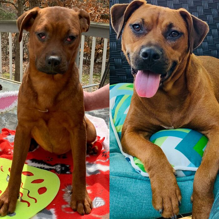 Cherry. Before At Her Foster’s In The Beginning Of April 2020 (I Adopted Her The Day After The Foster Sent Me That Pic), And After, Taken One Week Ago