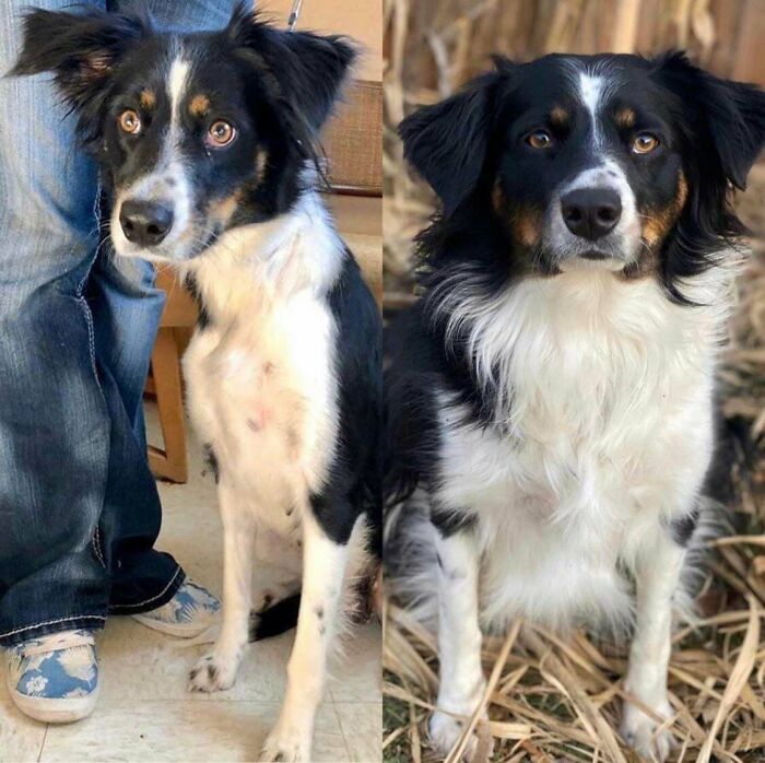 On The Left Is Emmy At The Shelter, Way To Skinny And Unhealthy, And On The Right Is Emmy A Year After We Adopted Her. Once She Got All Healthy All Her Beautiful Floof Grew In! My Sweet Girl