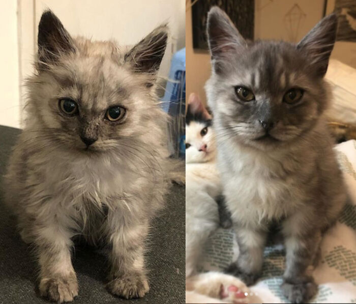 Rescued From The Streets Of Cairo At 3 Weeks, Ashes Was An Underweight Orphan Who Was Littered With Infections And Didn't Know How To Groom Himself. 2 Months Later In Toronto, He's Happy, Healthy, And Very Handsome!