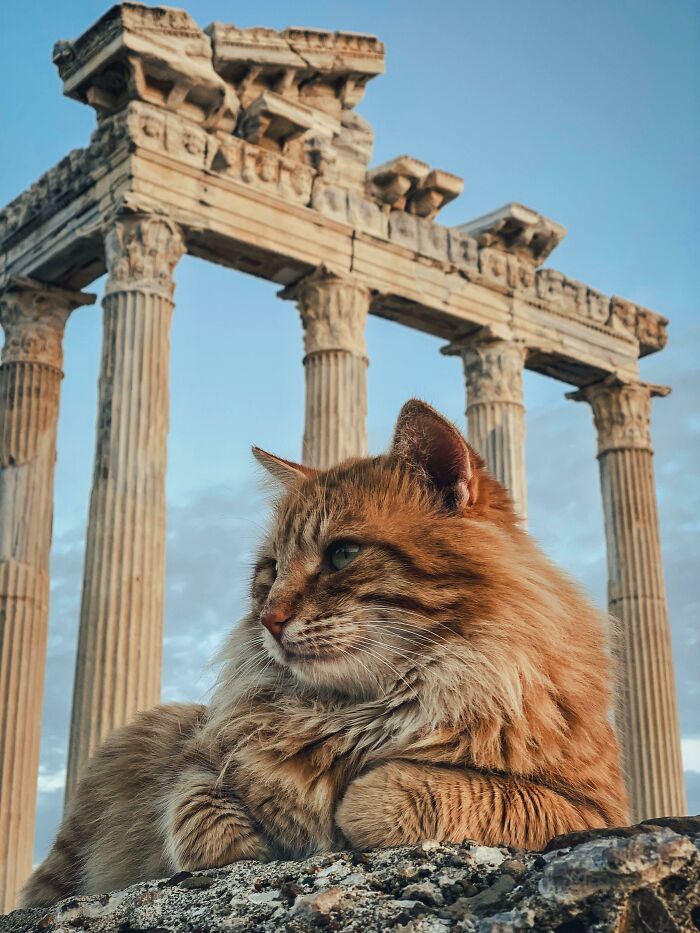 Found This Majestic Cat In Turkey At The Apollon Temple