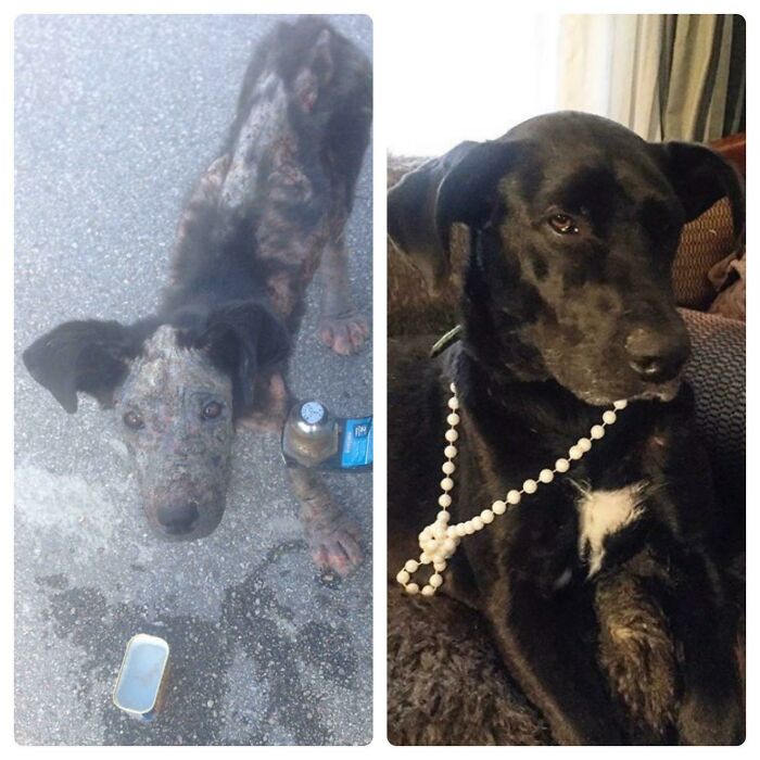 From Drab To Fab. Reid Was Found On Reid St. In Houston And Was In Need On A Loving Home. A Forever Grateful Companion
