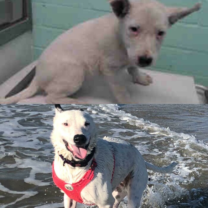 Shelter Intake Photo & First Beach Day With Her New Family