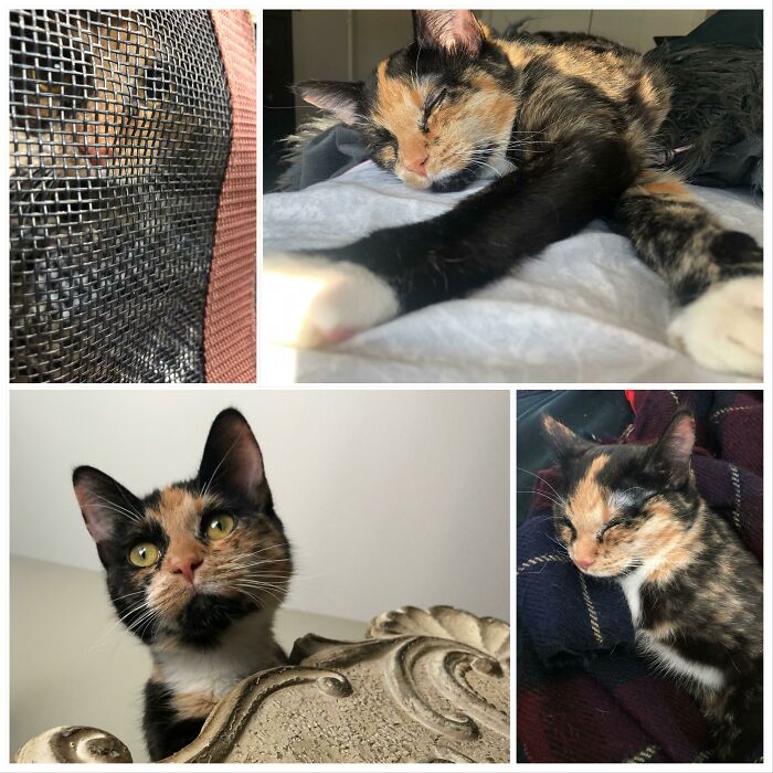 Her Last Owners Abandoned Her Outside In The Middle Of Winter As A Baby. We’re Going To Give Her The Best Life!