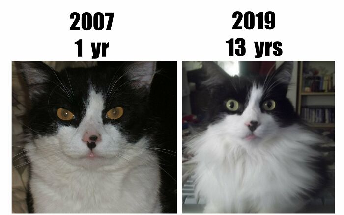 In 2007, Molly Was Rescued From A Snowbank