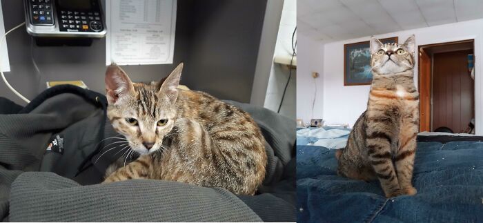 This Is Runa. I Found Her Crying Outside A Pizza Shop In The Sleet. Look At Her Now! Fat, Happy And Proud 3 Months Later