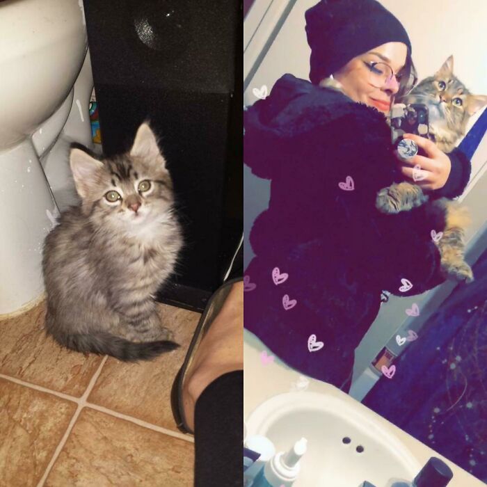 Odin The Day I Found Him In A Trash Bin Behind A Walgreens And Odin 5 Years Later. The Bathroom Is Still He Favorite Place To Hangout
