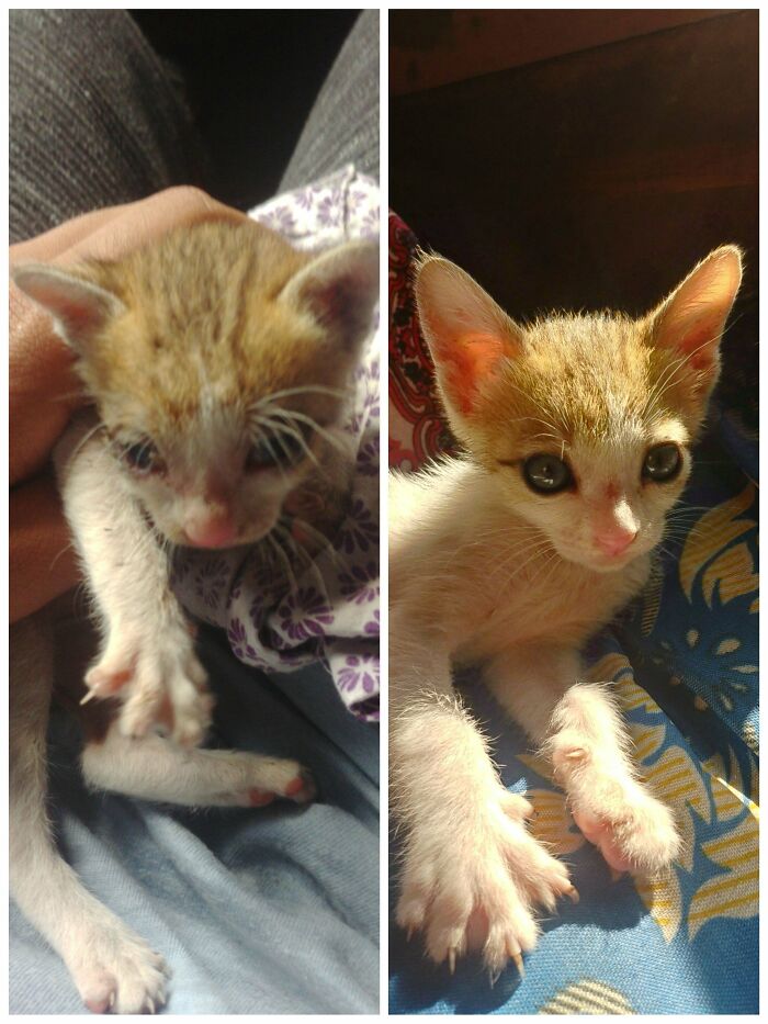 Found This Baby Boy At The Side Walk, Dehydrated, Unconscious And With Severe Eye Infection. Long Story Short, A Little Love And Care Could Transform Anyone. 3 Week Into Rescue And This Little Fella Couldn't Stop Loving Me