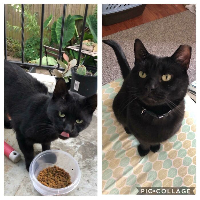 Lucifer In Our Yard In Early October And Then Yesterday Morning In Our Room. Lil Dude Is Healed From Flea Allergy Wounds, Is Growing In A Healthy Coat, Has Gone From Skittish To Super Talkative, And Is The Love Of Our Lives 