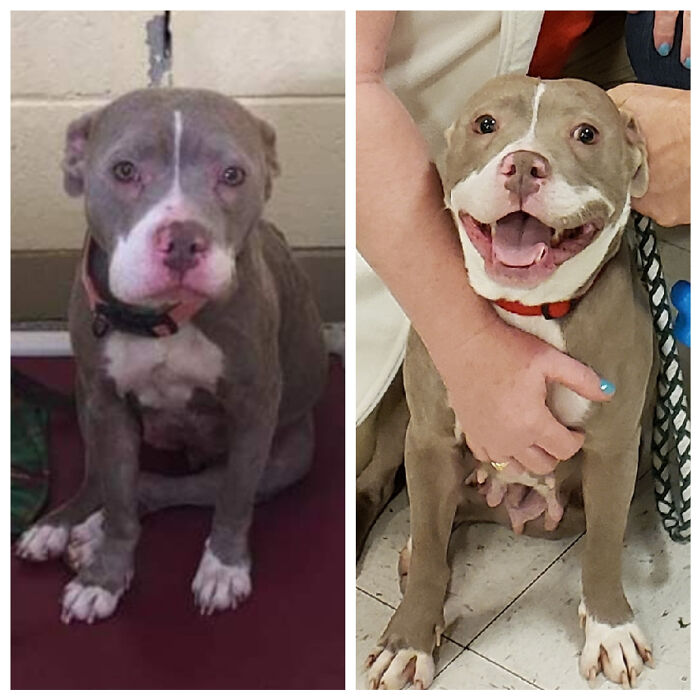 My Foster Dog Got Adopted Yesterday. Only 10 Days Between The 2 Photos