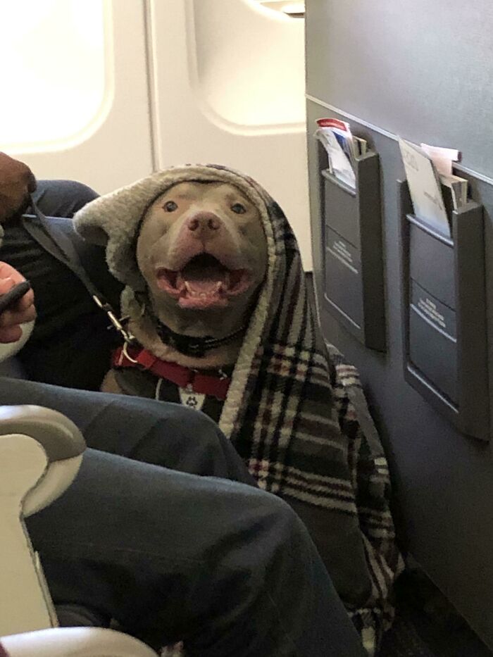 This Guy Is Going To Make The Flight Much More Enjoyable! He’s So Happy To Fly