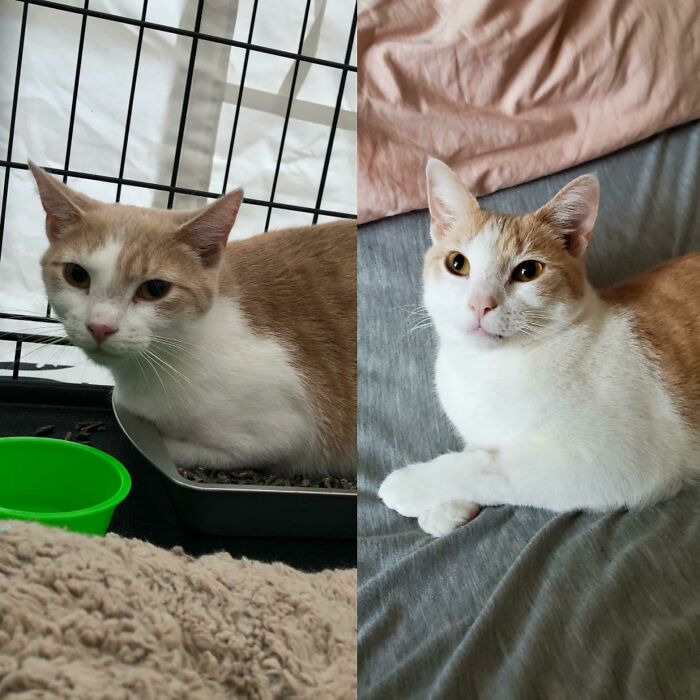 Happy Gotcha Day To This Lil Guy. Ollie On The Day We Adopted Him vs. Today, 2 Months Later. Smol With A Huge Heart
