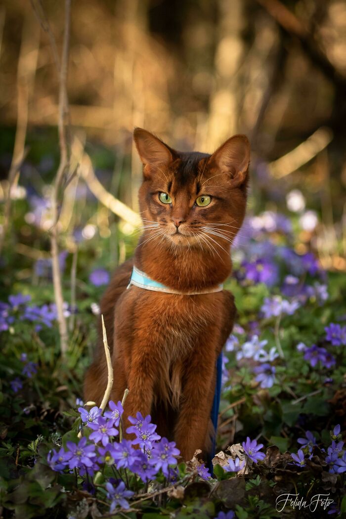 On My Previous Post Someone Said To Get My Cat Boondi A Modeling Career, So For His One Year Old Picture We Had Him Professionally Photgraphed! (Photo By Felidafoto)