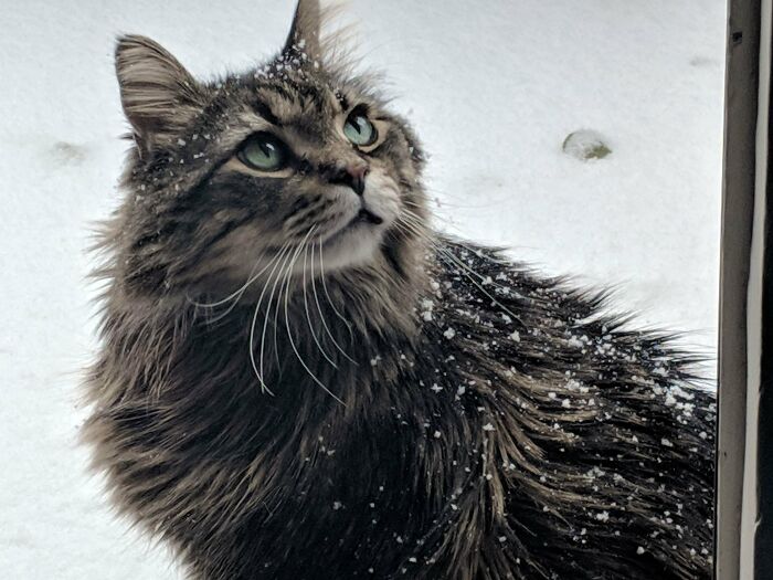My Cat Looking Like A Model In The Snow