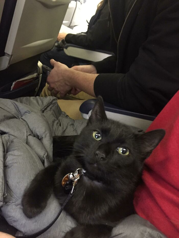 This Little Dude On My Flight