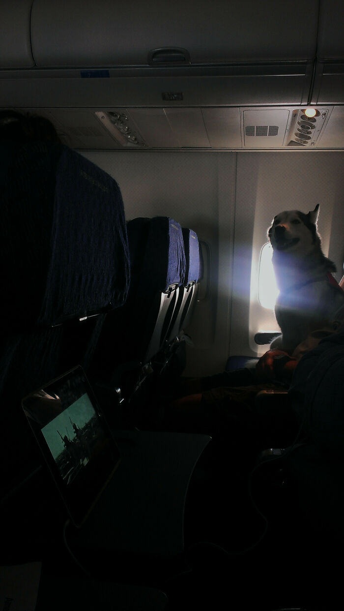 There Was An Alaskan Husky On My Flight