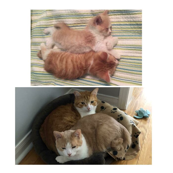 Timón And Pumbaa Born On May 10, 2015, Celebrating 5 Years Of Being Super Spoiled! A Stray Gave Birth In A Neighbour’s Backyard And We Found Them Under The BBQ With Infected Eyes. Couldn’t Bear To Leave Them!