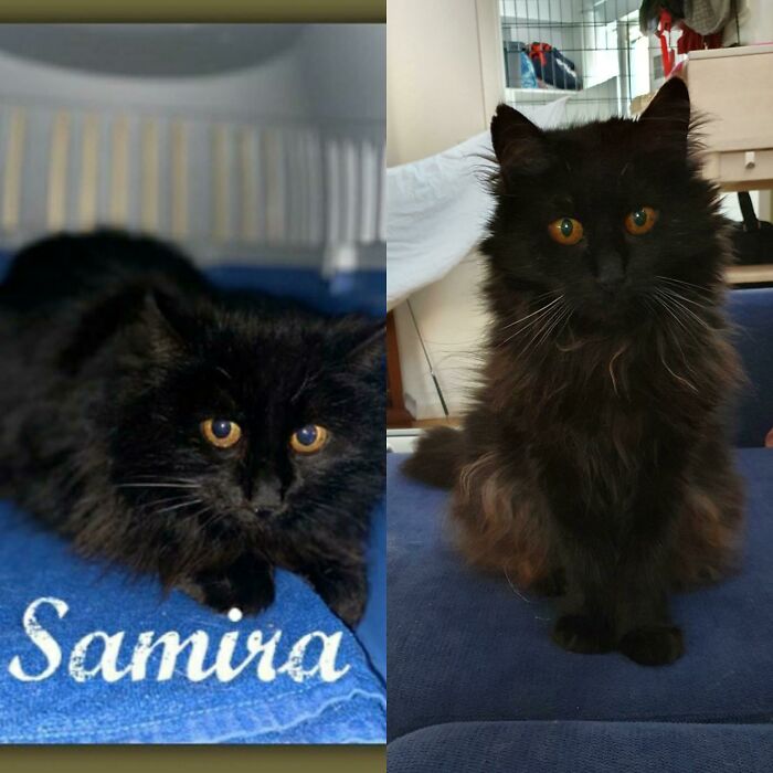From Scaredy Cat To Sofa Cat