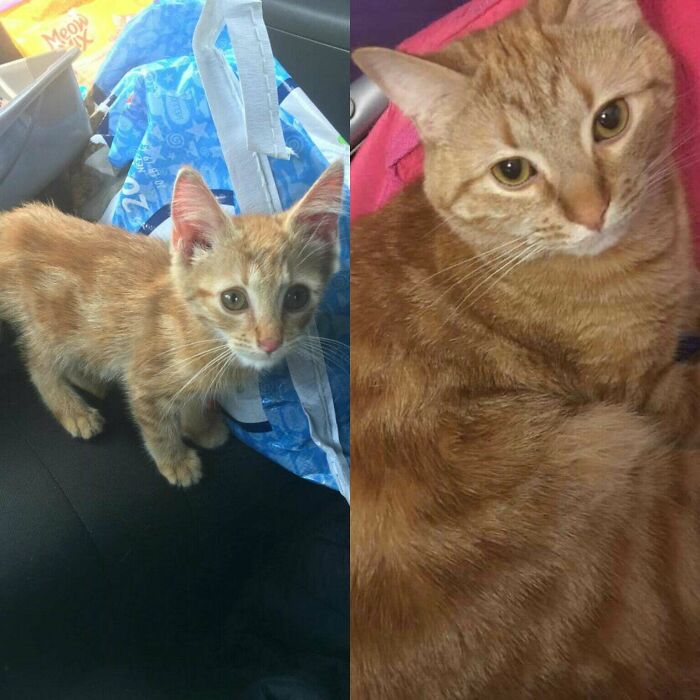 He Went From Living On The Streets On His Own As A Two Month Old Kitten, To When We Picked Him Up The Day He Was Going To Be Euthanized To Now, A Sassy Boy Who Loves Cuddles