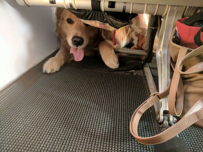 Only Good Boys On This Flight