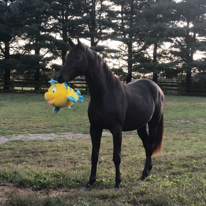 My Friend’s Horse Showing Off His New Plushy. He Is Very Proud Of It.