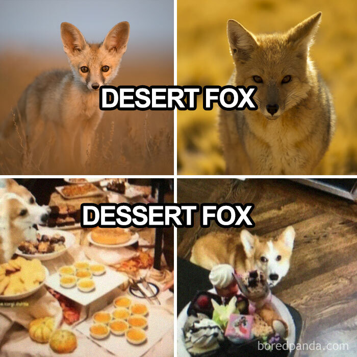 Dessert Fox!!!
