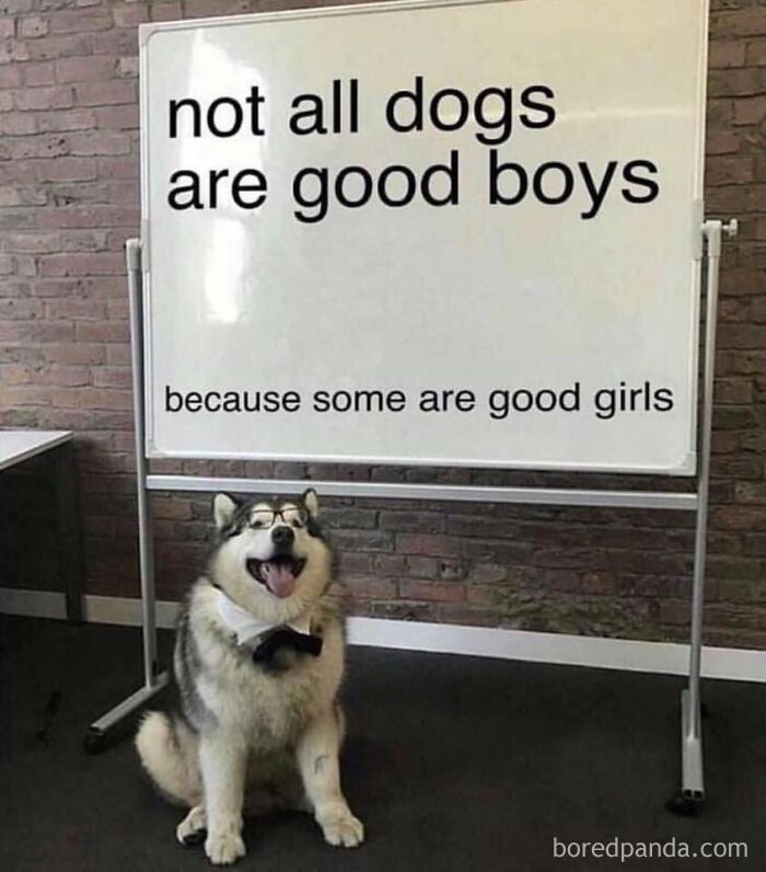 Not All Dogs Are Good Boys Because Some Are Good Girls