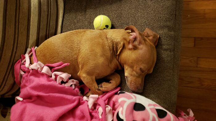 Sleeping Dog. Check. Dog's Favorite Toy. Check. Happy. Double Check.
